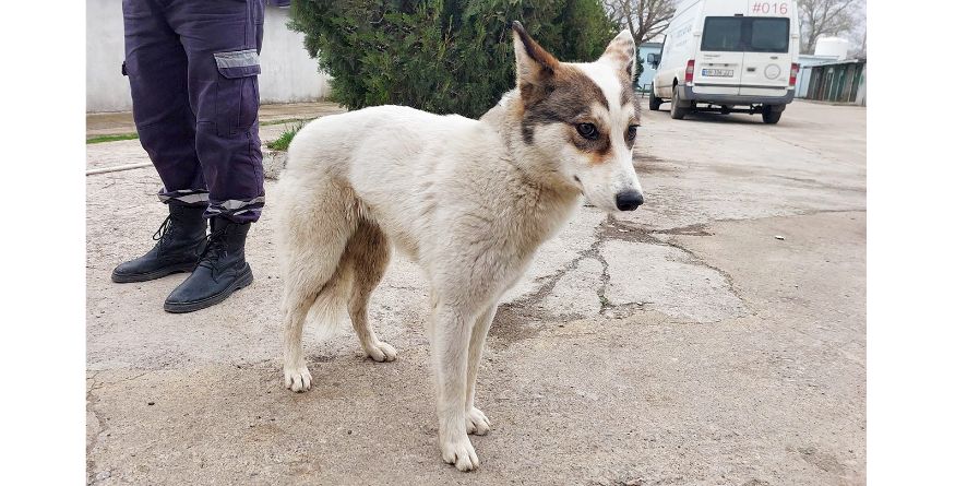 თავშესაფრიდან ჩუქდება ჰასკი ან ჰასკის მეტისი