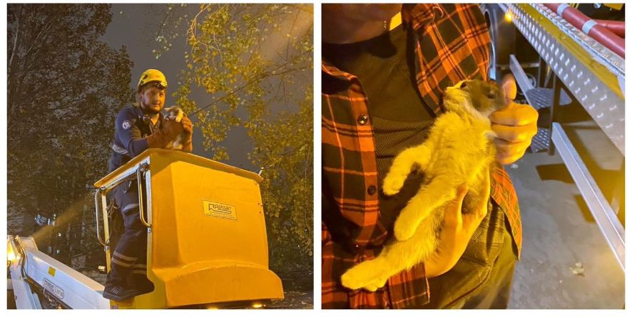 სააგენტოს მაშველებმა 12-15 მეტრის ხიდან კატა ამწე-კალათის დახმარებით უსაფრთხოდ ჩამოიყვანეს და მასზე მზრუნველ ადამიანთან დააბრუნეს.