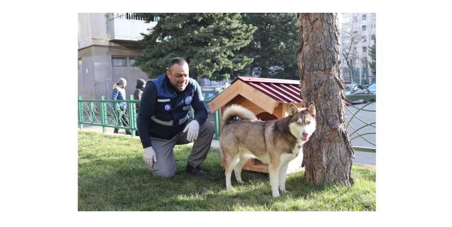 მონიტორინგის სააგენტომ გლდანის პარკში მიუსაფარი ძაღლებისათვის ხის სახლები განათავსა