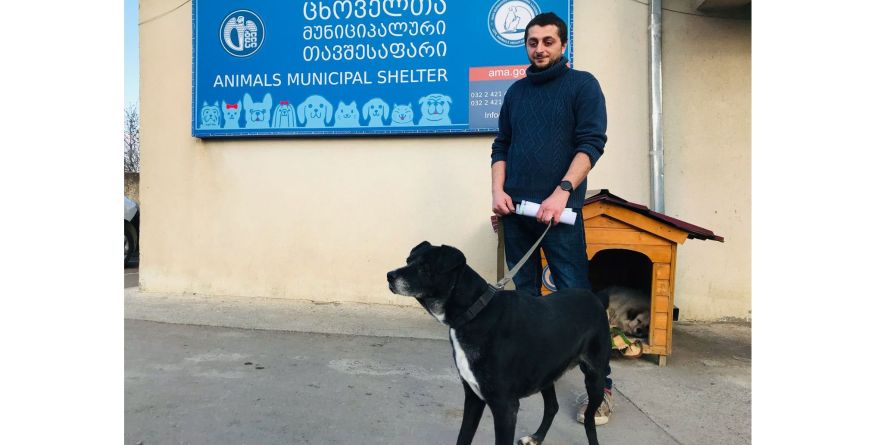 თავშესაფრიდან პატრონს დაუბრუნდა მეტისი