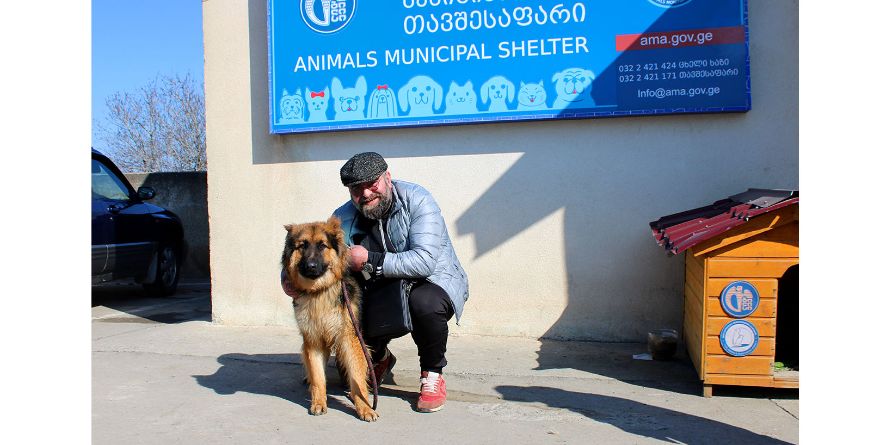 თავშესაფრიდან პატრონს დაუბრუნდა გერმანული ნაგაზი ან გერმანული ნაგაზის მეტისი