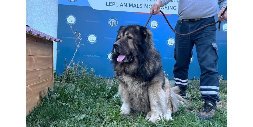 თავშესაფროდან ჩუქდება ნაგაზი ან ნაგაზის მეტისი