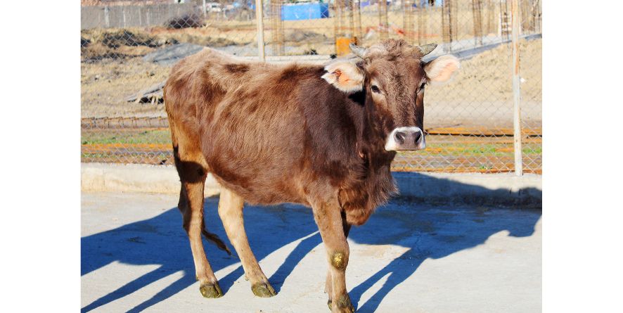 მუნიციპალური თავშესაფრიდან პატრონს დაუბრუნდა სამი დაკარგული ძროხა