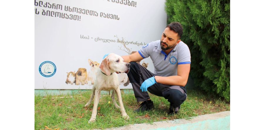 თავშესაფრიდან ჩუქდება პოინტერი ან პოინტერის მეტისი