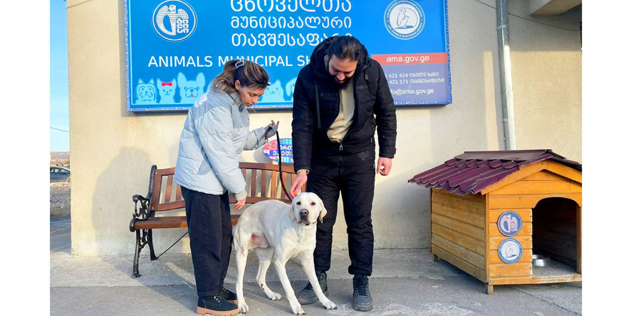 თავშესაფრიდან პატრონს დაუბრუნდა ლაბრადორი ან ლაბრადორის მეტისი