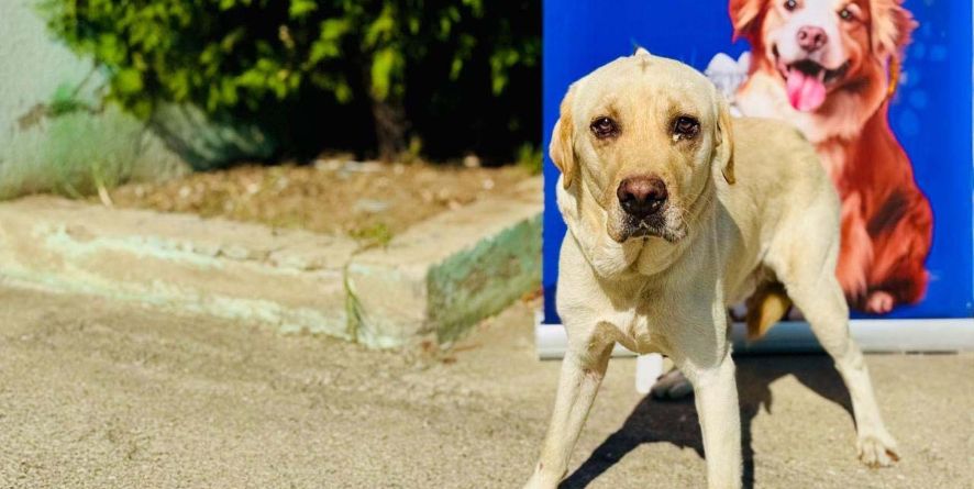 თავშესაფრიდან ჩუქდება ლაბრადორი ან ლაბრადორის მეტისი