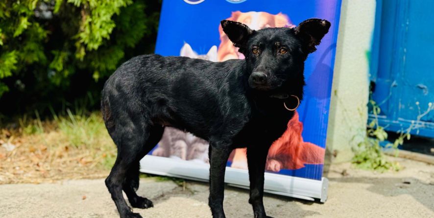 თავშესაფრიდან ჩუქდება გერმანული ნაგაზი ან გერმანული ნაგაზის მეტისი