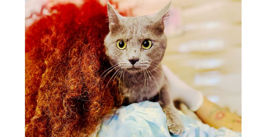 თავშესაფრიდან ჩუქდება კატა