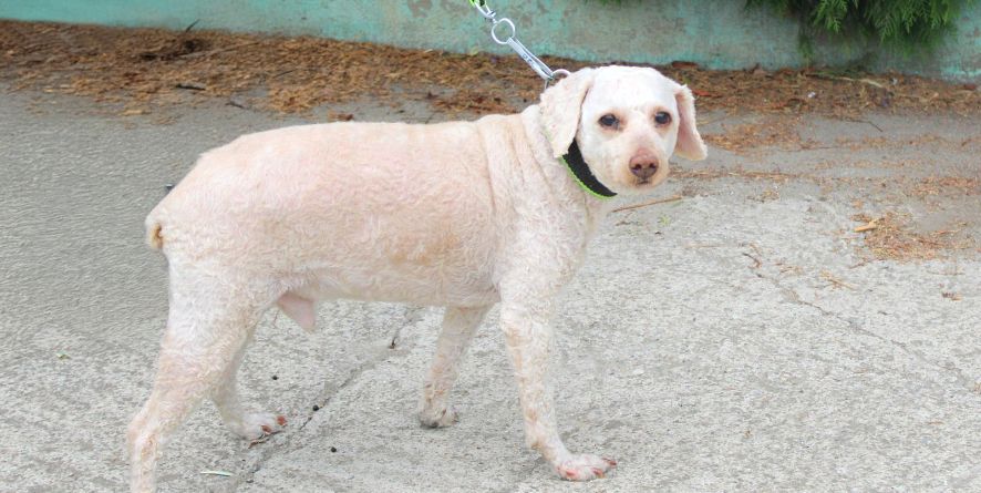 თავშესაფრიდან ჩუქდება პუდელი ან პუდელის მეტისი