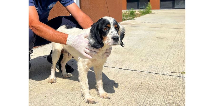 თავშესაფრიდან ჩუქდება კოკერ სპანიელის მეტისი