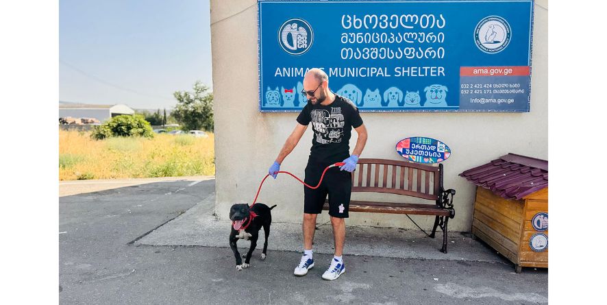 თავშესაფრიდან გაჩუქდა პიტ ბული ან პიტ ბულის მეტისი
