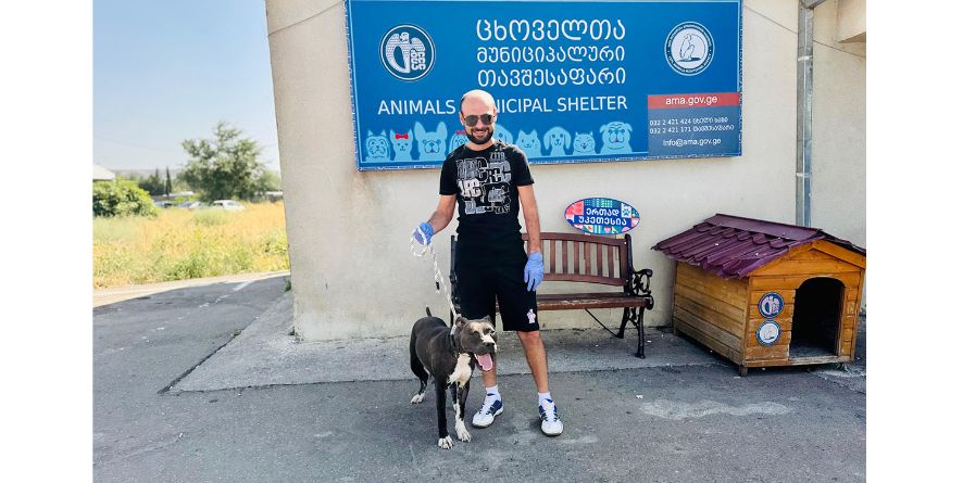 თავშესაფრიდან გაჩუქდა პიტ ბული ან პიტ ბულის მეტისი