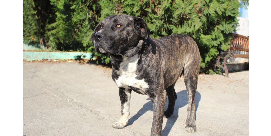 თავშესაფრიდან ჩუქდება სტაფის მეტისი