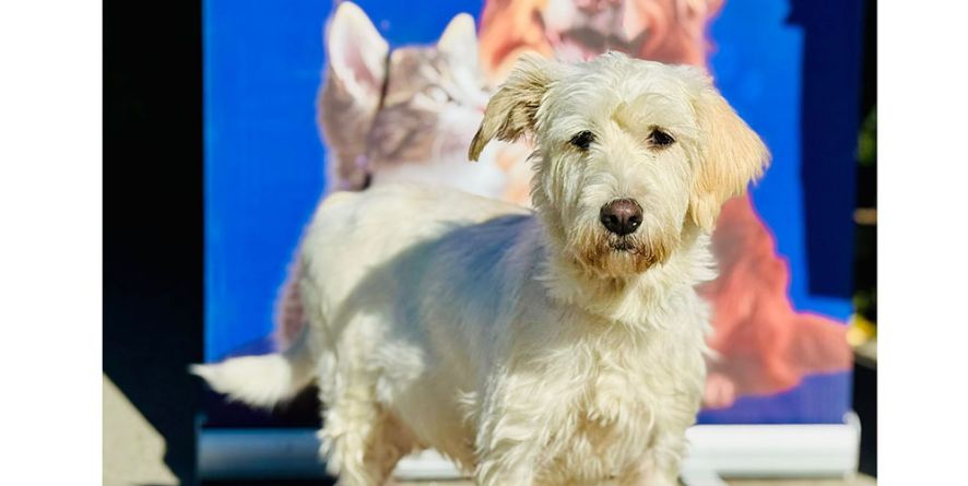 დაკარგული ბალონკას მეტისი თავშესაფარშია