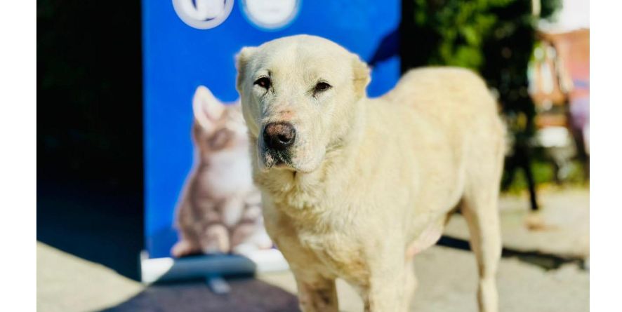 დაკარგული ნაგაზი ან ნაგაზის მეტისი თავშესაფარშია