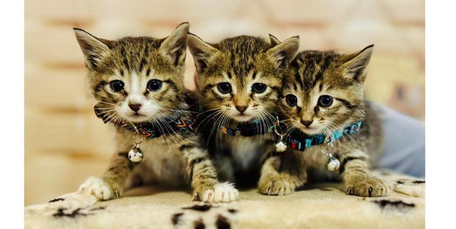 თავშესაფრიდან ჩუქდებიან კნუტები