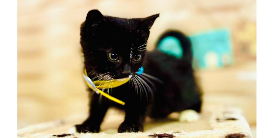 თავშესაფრიდან ჩუქდება კნუტი