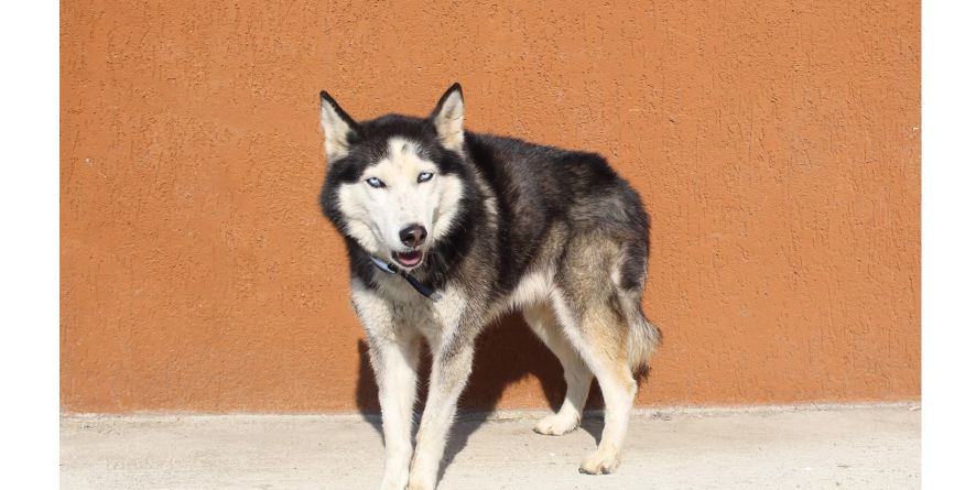 დაკარგული ჰასკის მეტისი თავშესაფარშია