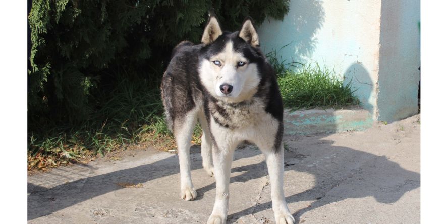 დაკარგული ჰასკის მეტისი თავშესაფარშია