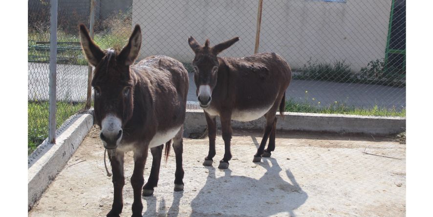 ორი დაკარგული სახედარი თავშესაფარშია