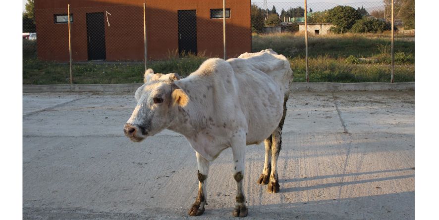 დაკარგული ძროხა თავშესაფარშია