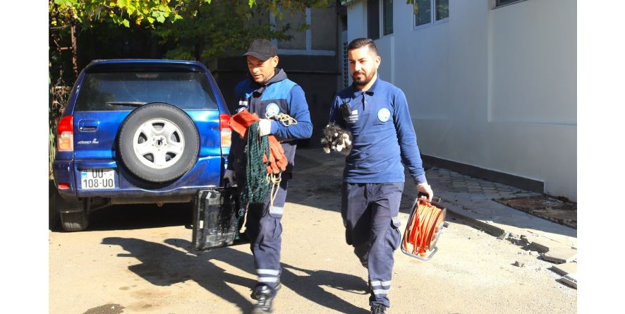 კიდევ ერთი კნუტი გადაარჩინეს