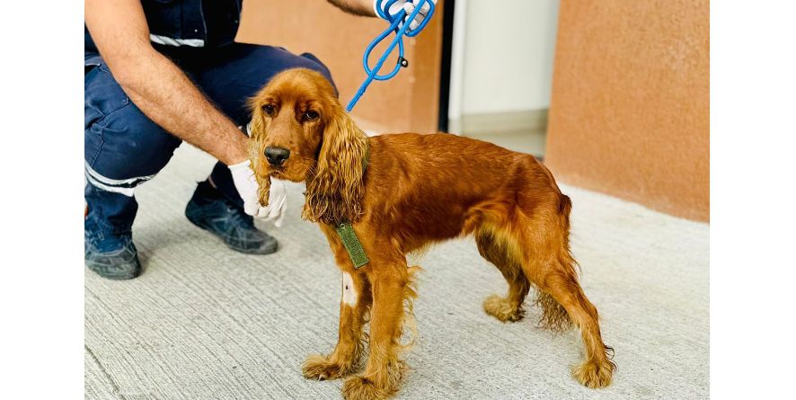 თავშესაფრიდან ჩუქდება კოკერ სპანიელი ან კოკერ სპანიელის მეტისი