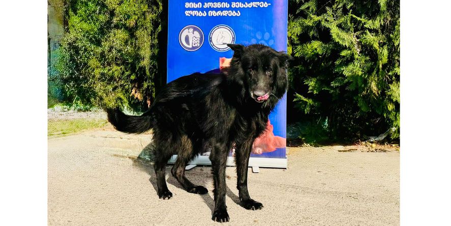 დაკარგული გერმანული ნაგაზი ან გერმანული ნაგაზის მეტისი თავშესაფარშია