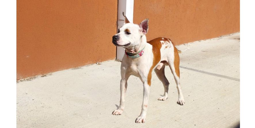 თავშესაფრიდან ჩუქდება პიტბულის მეტისი