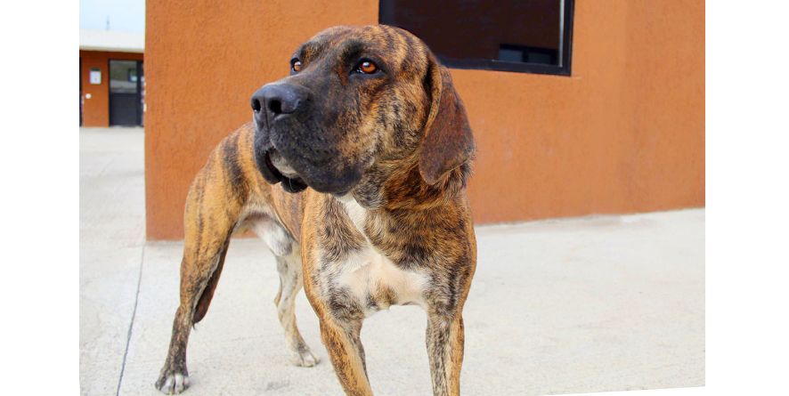 თავშესაფრიდან ჩუქდება კანეკორსოს მეტისი