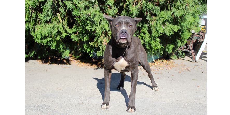 თავშესაფრიდან ჩუქდება კანე კორსო ან კანე კორსოს მეტისი