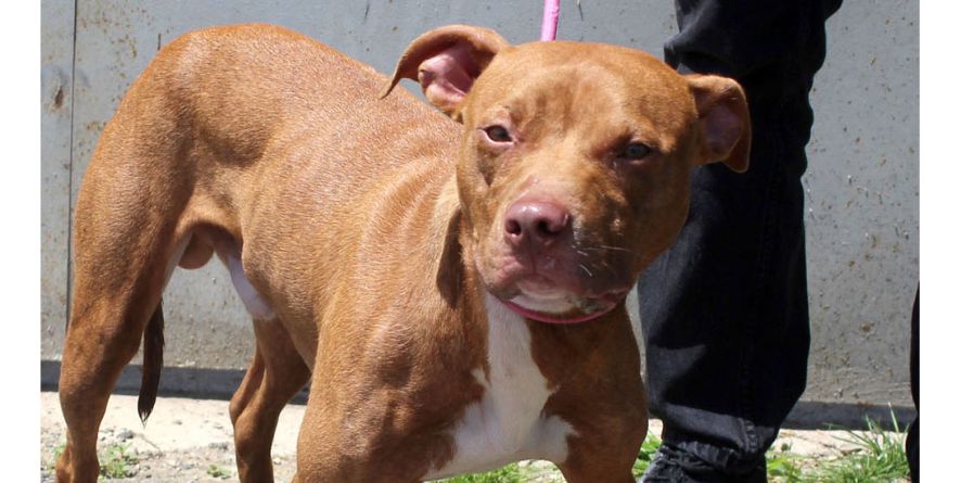 თავშესაფრიდან ჩუქდება პიტ ბული ან პიტ ბულის მეტისი