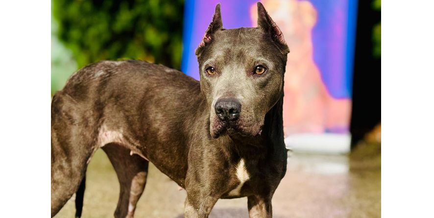 თავშესაფრიდან ჩქუდება პიტ ბული ან პიტ ბულის მეტისი