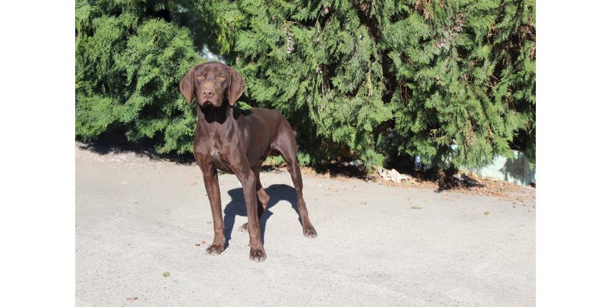 თავშესაფრიდან ჩუქდება კურცჰაარის მეტისი