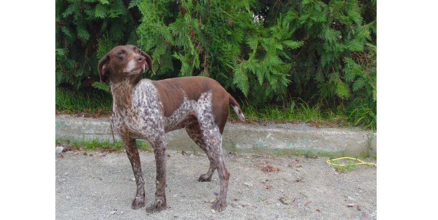 თავშესაფრიდან ჩუქდება კურცჰაარის მეტისი