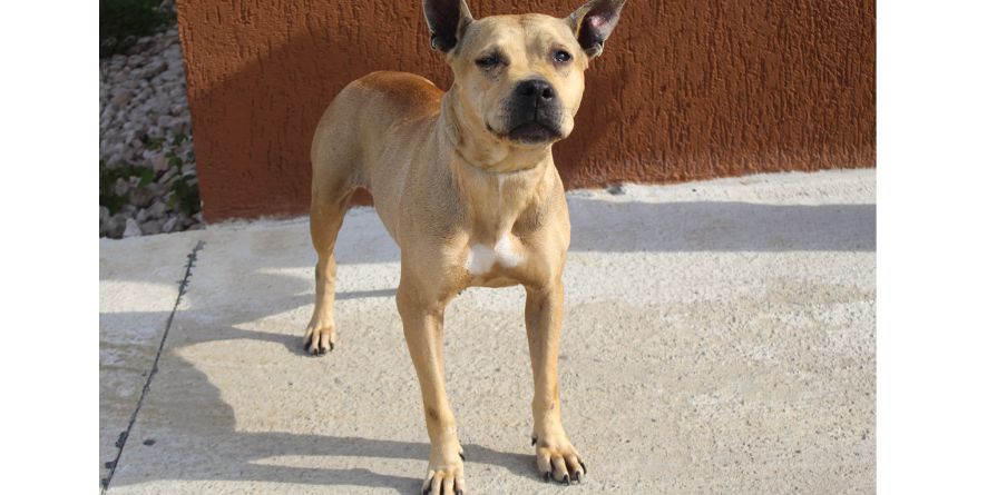 დაკარგული პიტ ბული ან პიტ ბულის მეტისი თავშესაფარშია