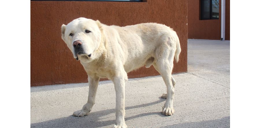 დაკარგული ნაგაზი ან ნაგაზის მეტისი თავშესაფარშია