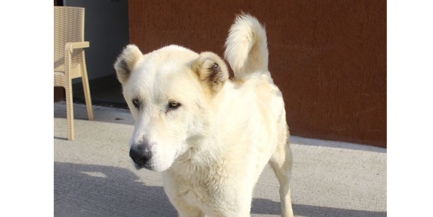 დაკარგული ნაგაზი ან ნაგაზის მეტისი თავშესაფარშია