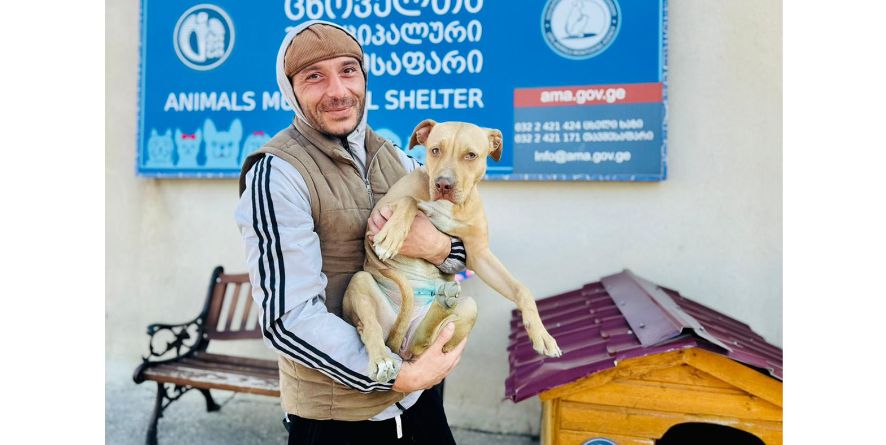 თავშესაფრიდან გაჩუქდა პიტბული ან პიტბულის მეტისი