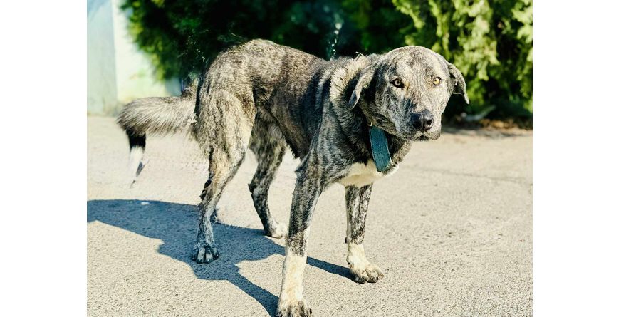 დაკარგული მეტისი თავშესაფარშია