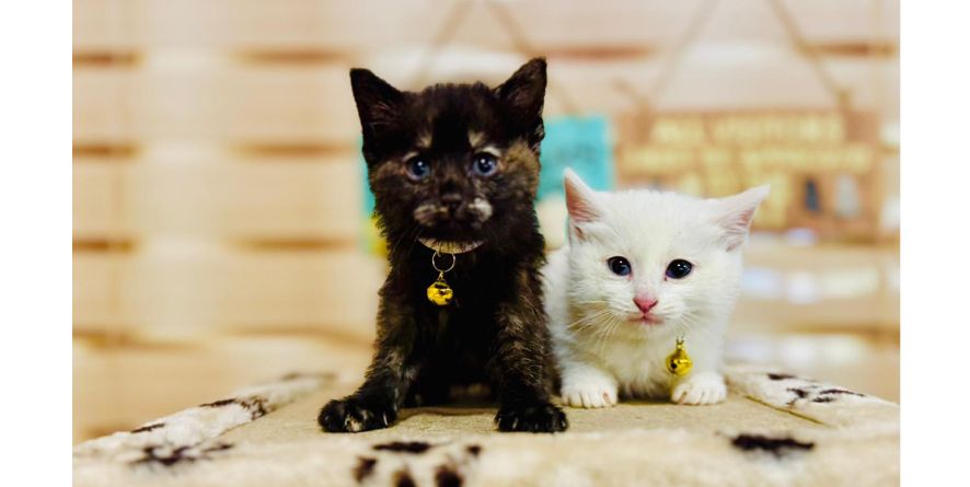 თავშესაფრიდან ჩუქდებიან კნუტები