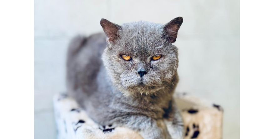 თავშესაფრიდან ჩუქდება კატა