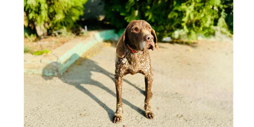 დაკარგული კურცჰაარი ან კურცჰაარის მეტისი თავშესაფარშია