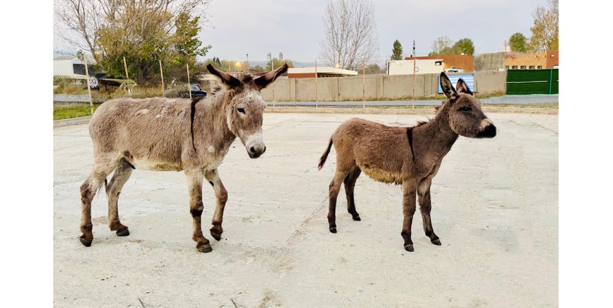 ორი დაკარგული სახედარი თავშესაფარშია