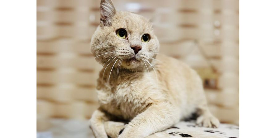 დაკარგული კატა თავშესაფარშია