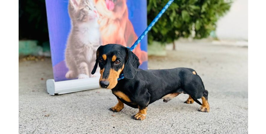 დაკარგული ტაქსა ან ტაქსას მეტისი თავშესაფარშია