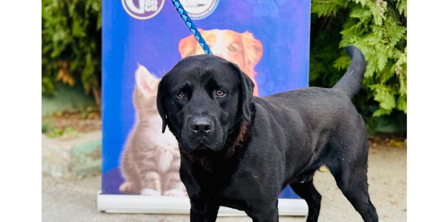დაკარგული ლაბრადორი ან ლაბრადორის მეტისი თავშესაფარშია