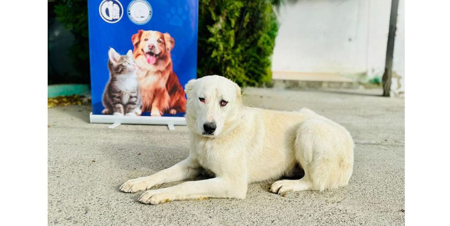 თავშესაფრიდან ჩუქდება ნაგაზი ან ნაგაზის მეტისი