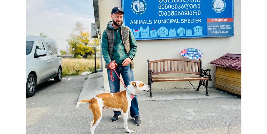 თავშესაფრიდან გაჩუქდა პიტბულის მეტისი