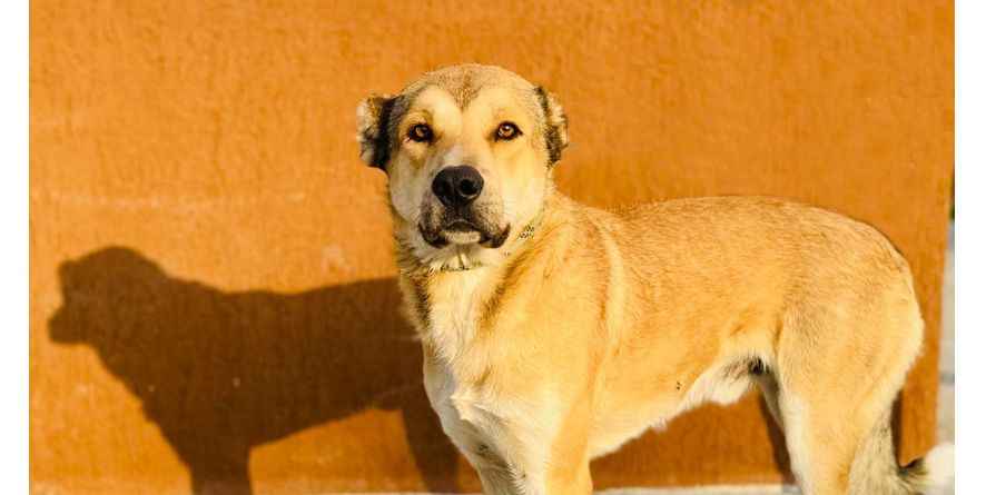 დაკარგული ნაგაზის მეტისი თავშესაფარშია